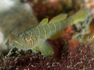 Convict Goby, Tulamben by Doug Anderson 
